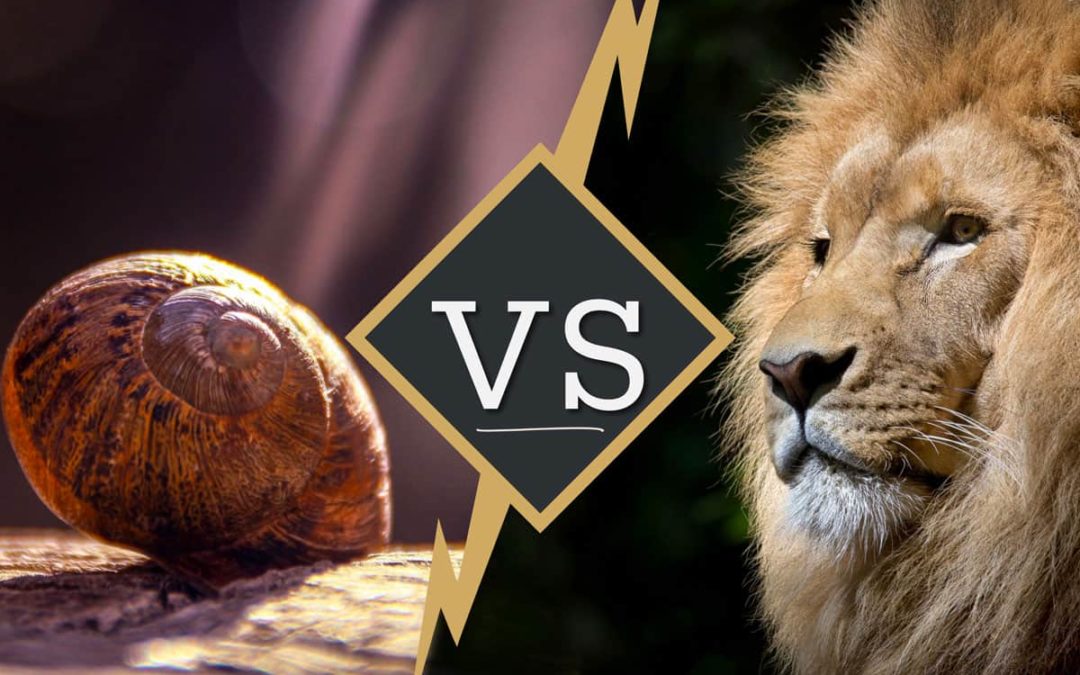 Etes-vous un Escargot ou un Lion de la vente ?